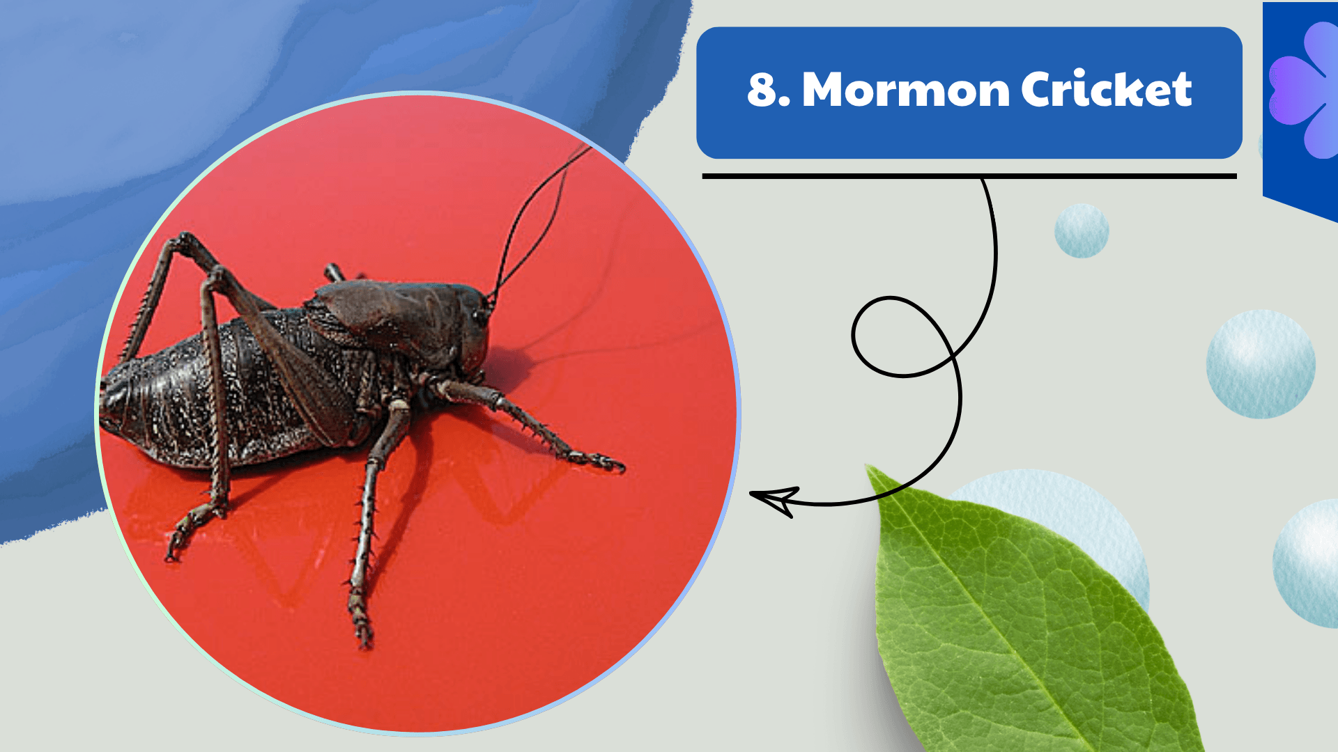 Mormon Cricket