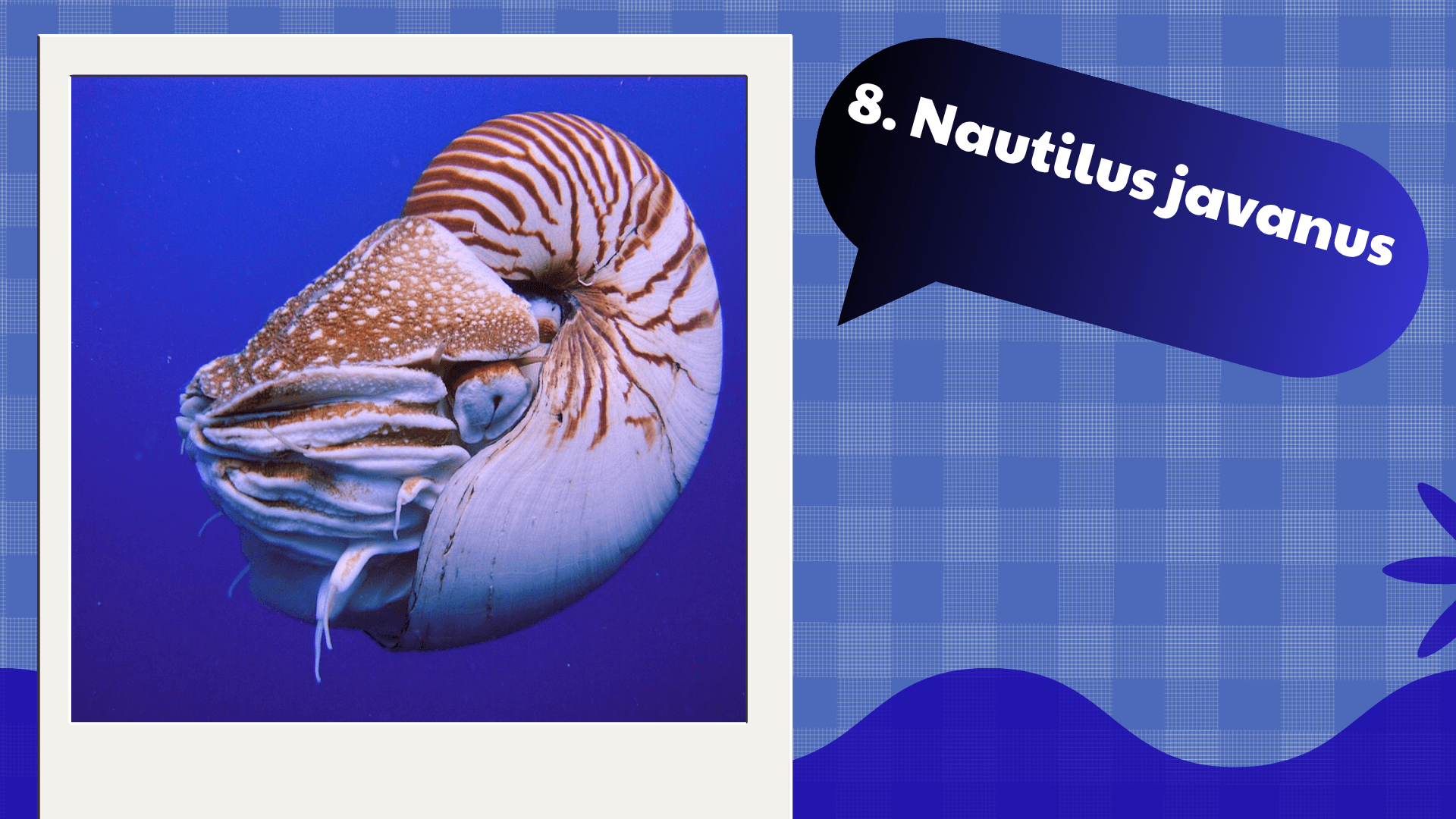 Nautilus javanus