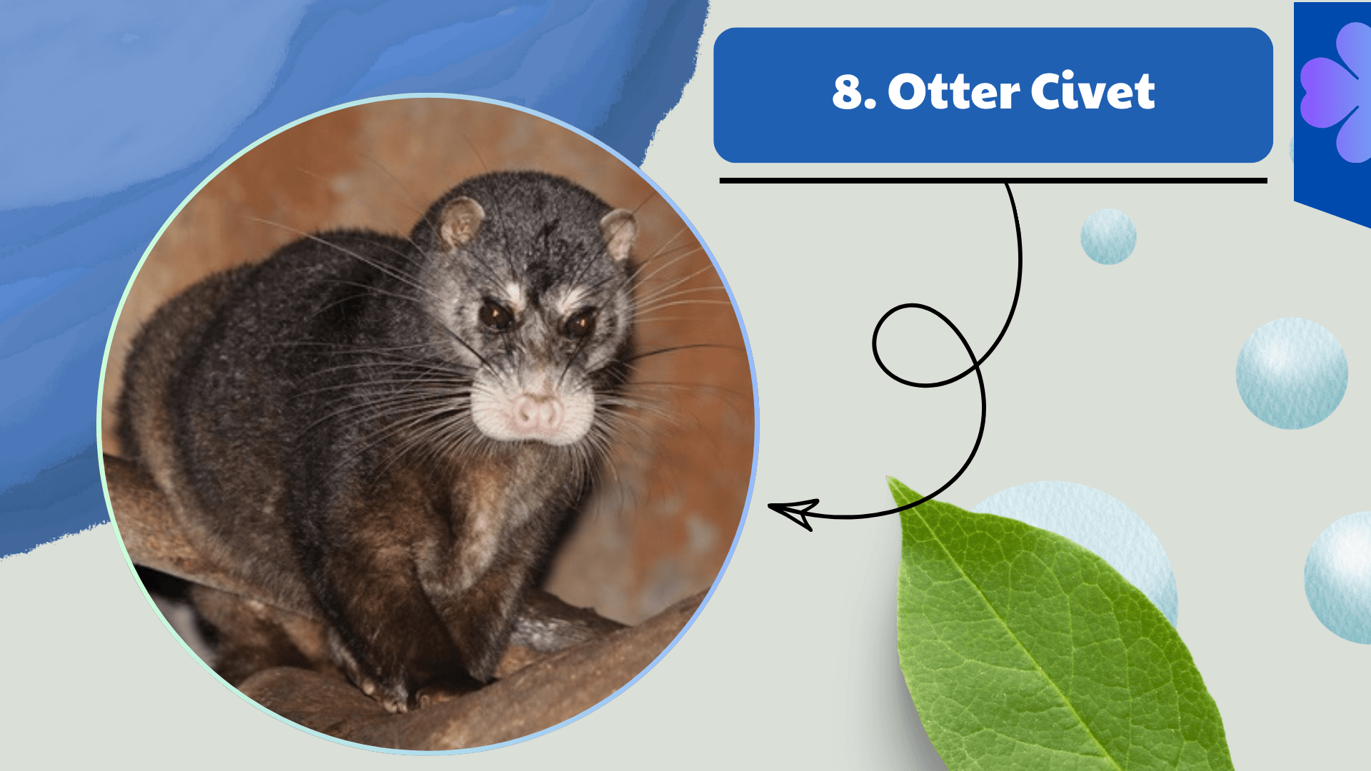 Otter Civet