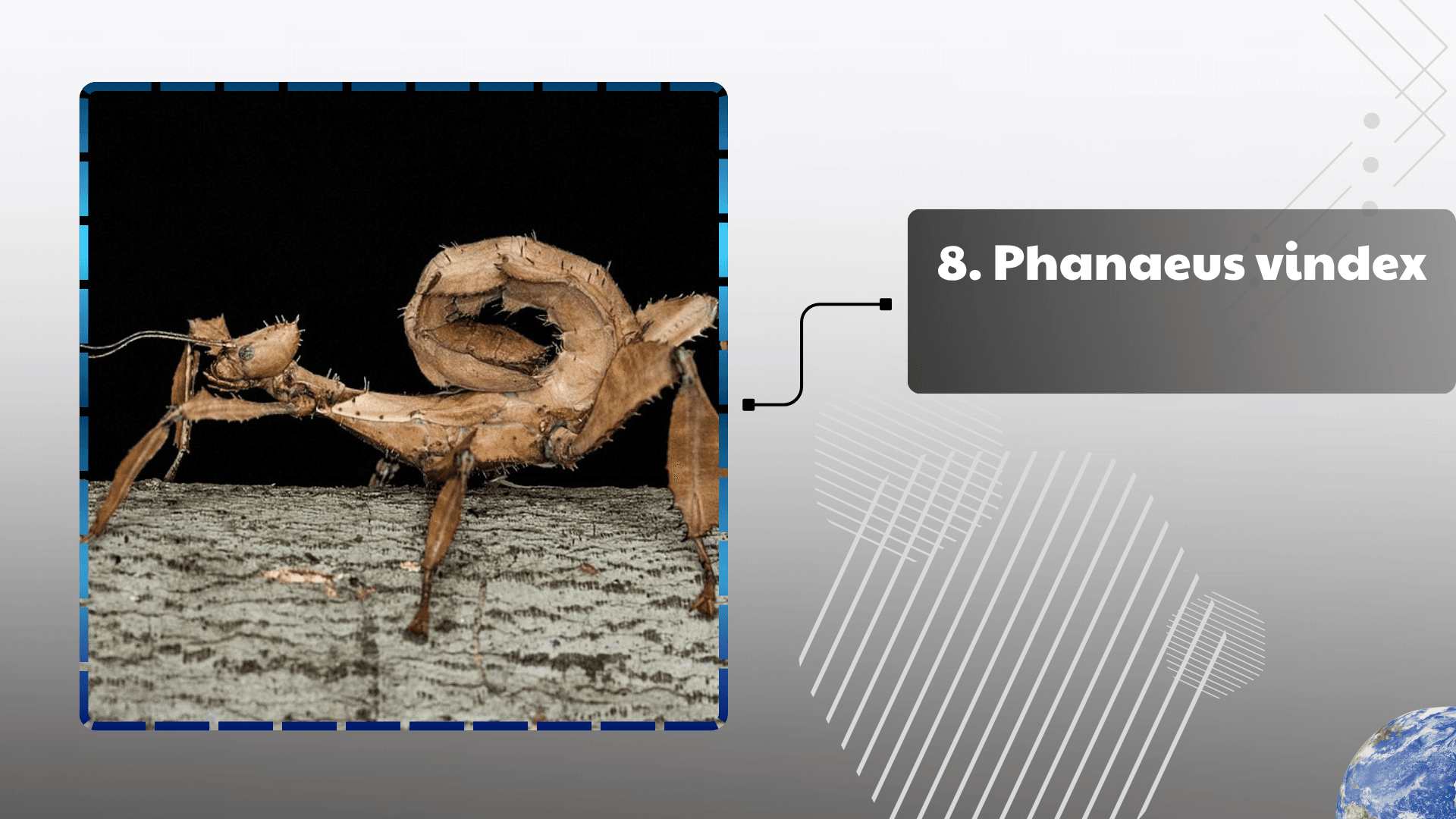 Phanaeus vindex