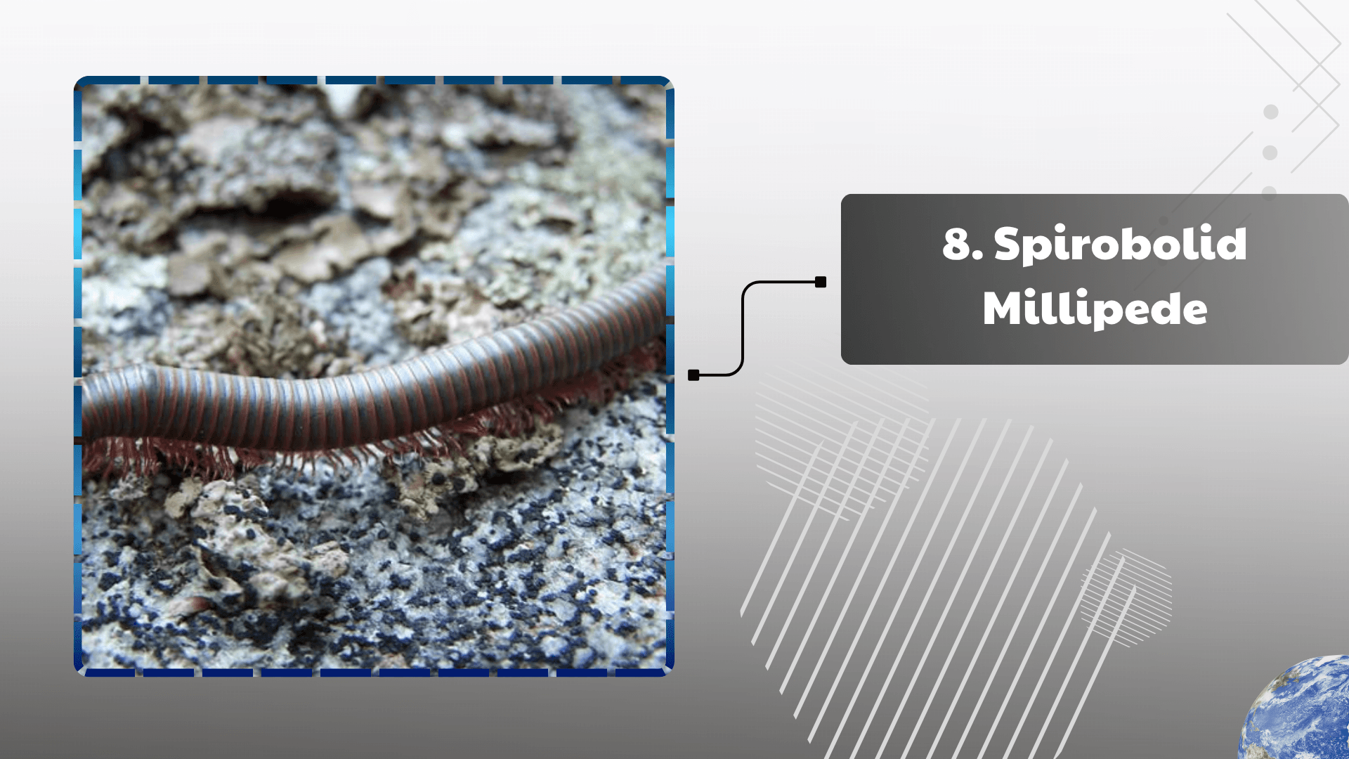 Spirobolid Millipede