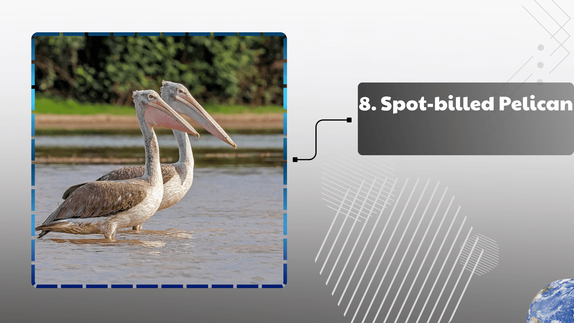 Spot-billed Pelican