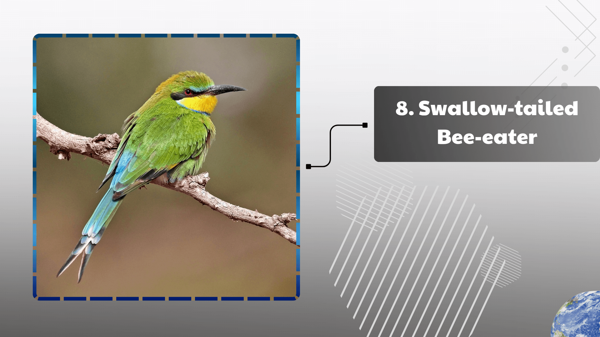 Swallow-tailed Bee-eater