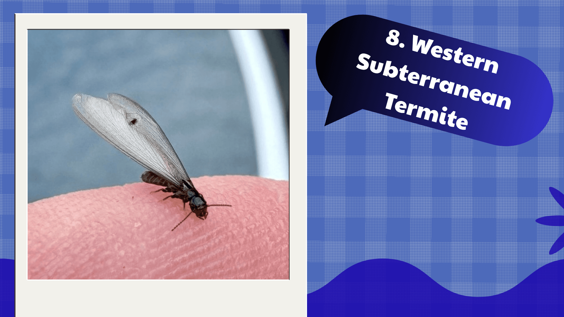 Western Subterranean Termite