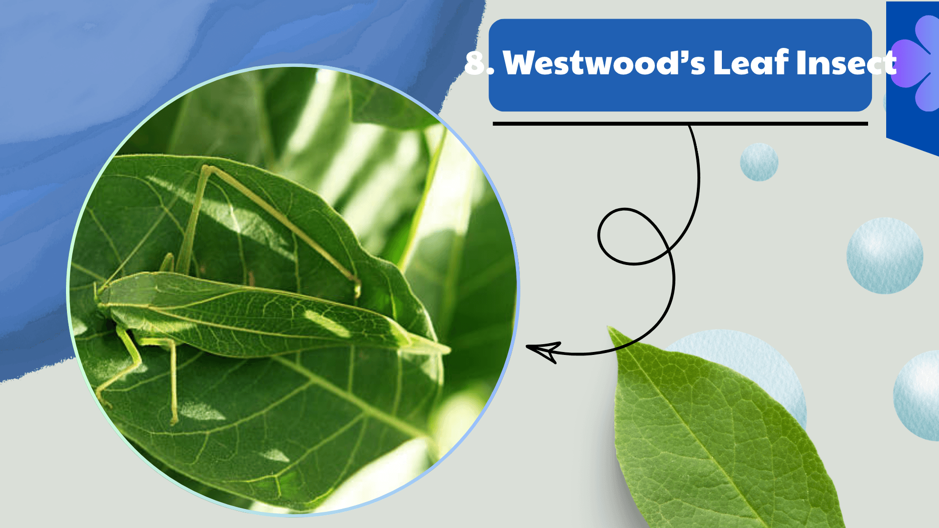 Westwood’s Leaf Insect
