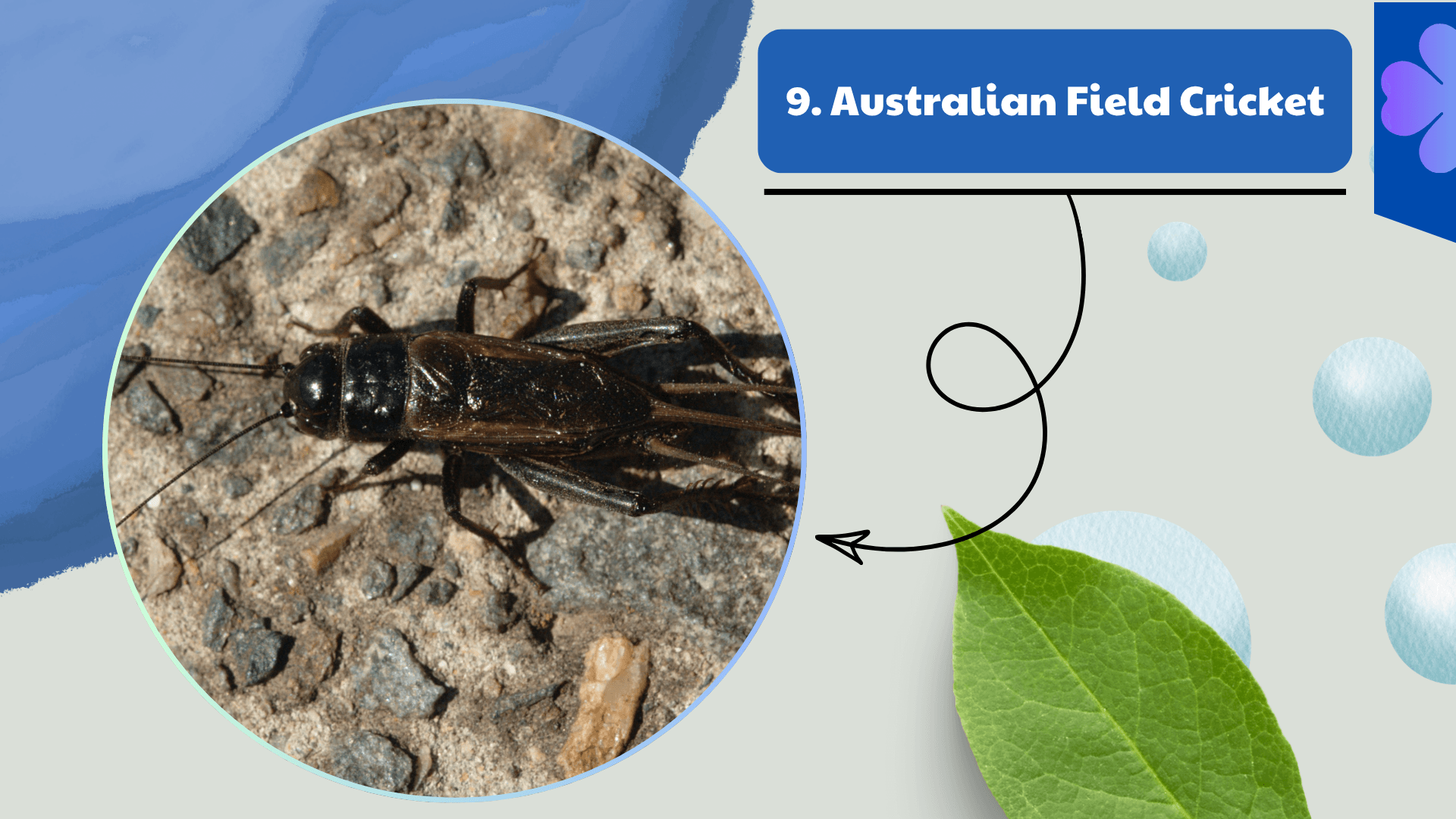 Australian Field Cricket
