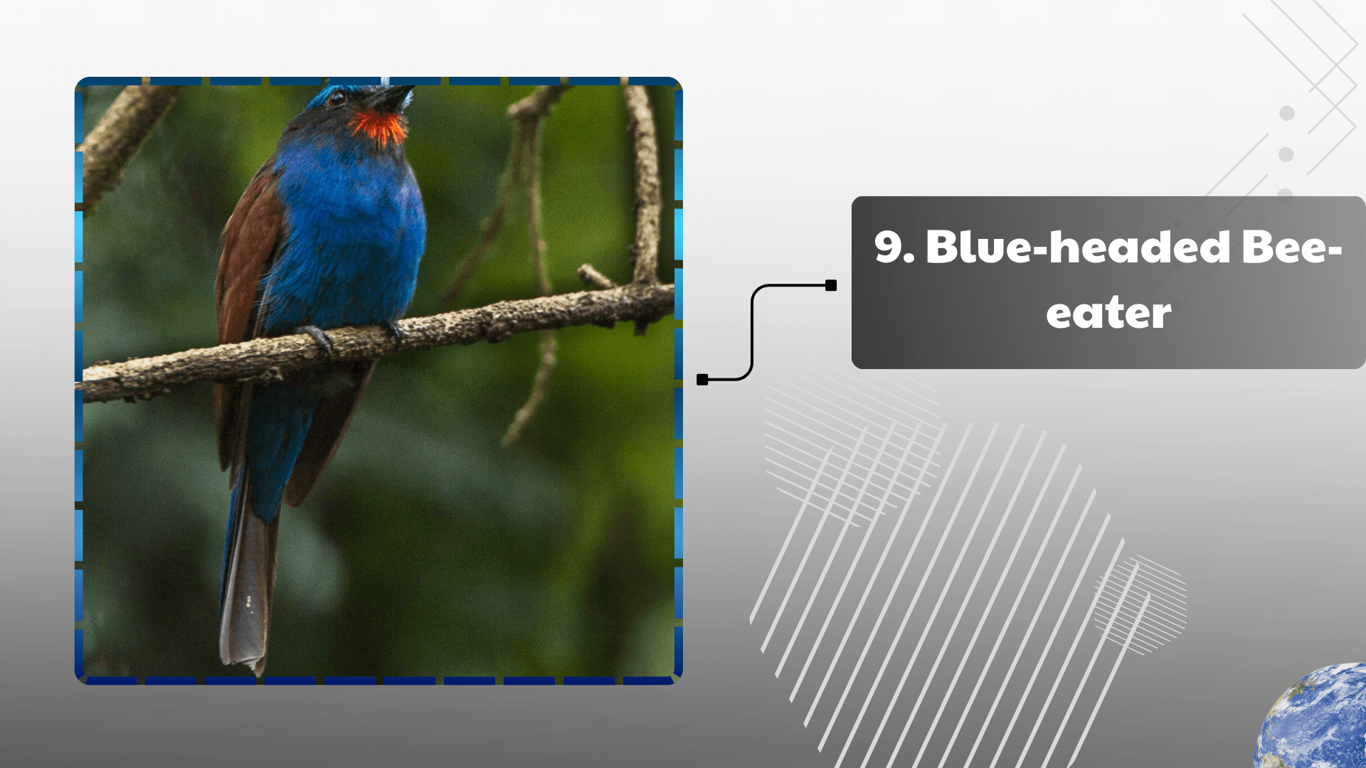 Blue-headed Bee-eater
