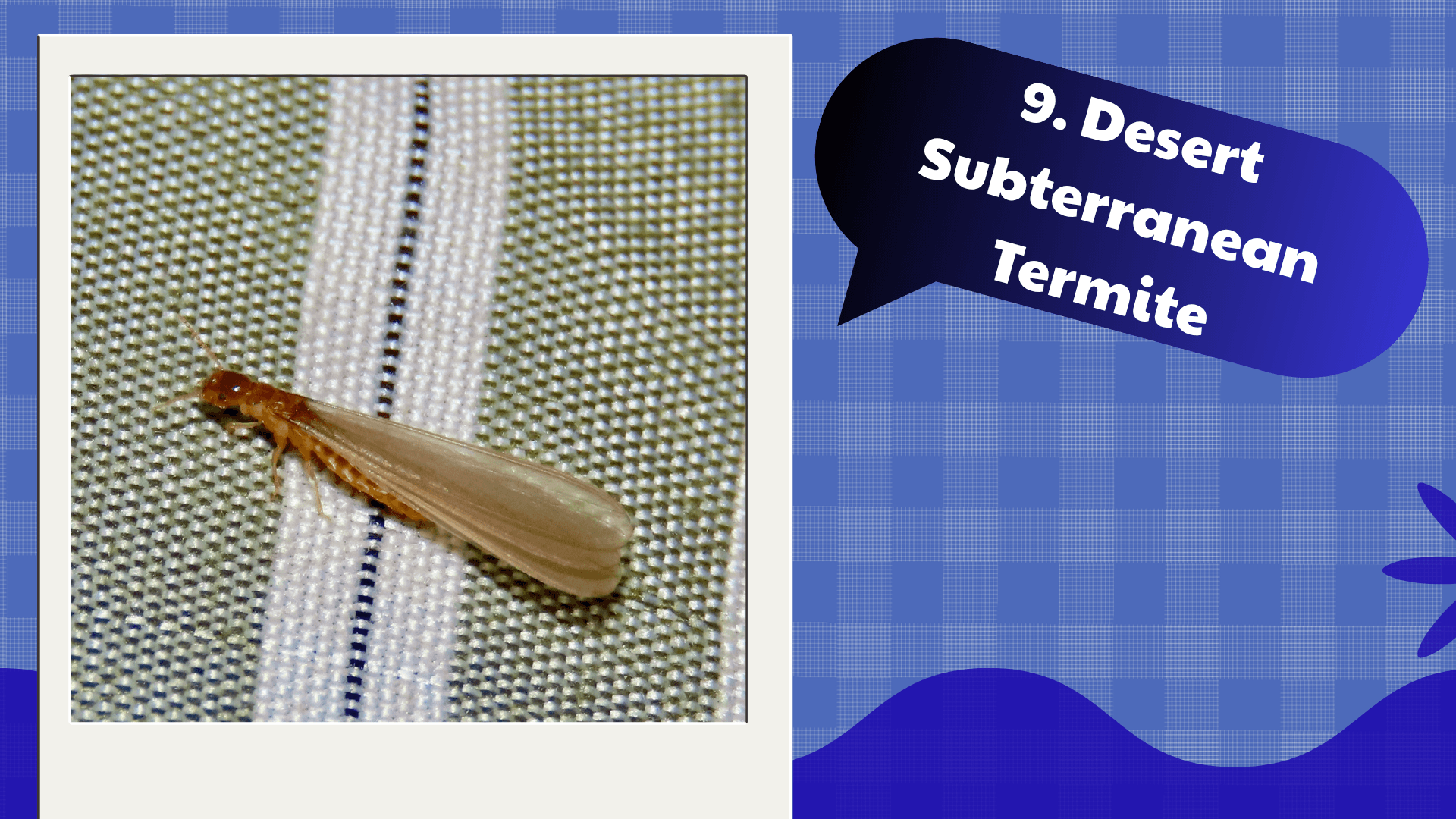 Desert Subterranean Termite