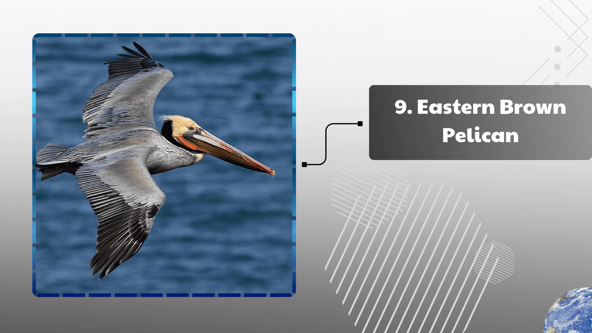 Eastern Brown Pelican