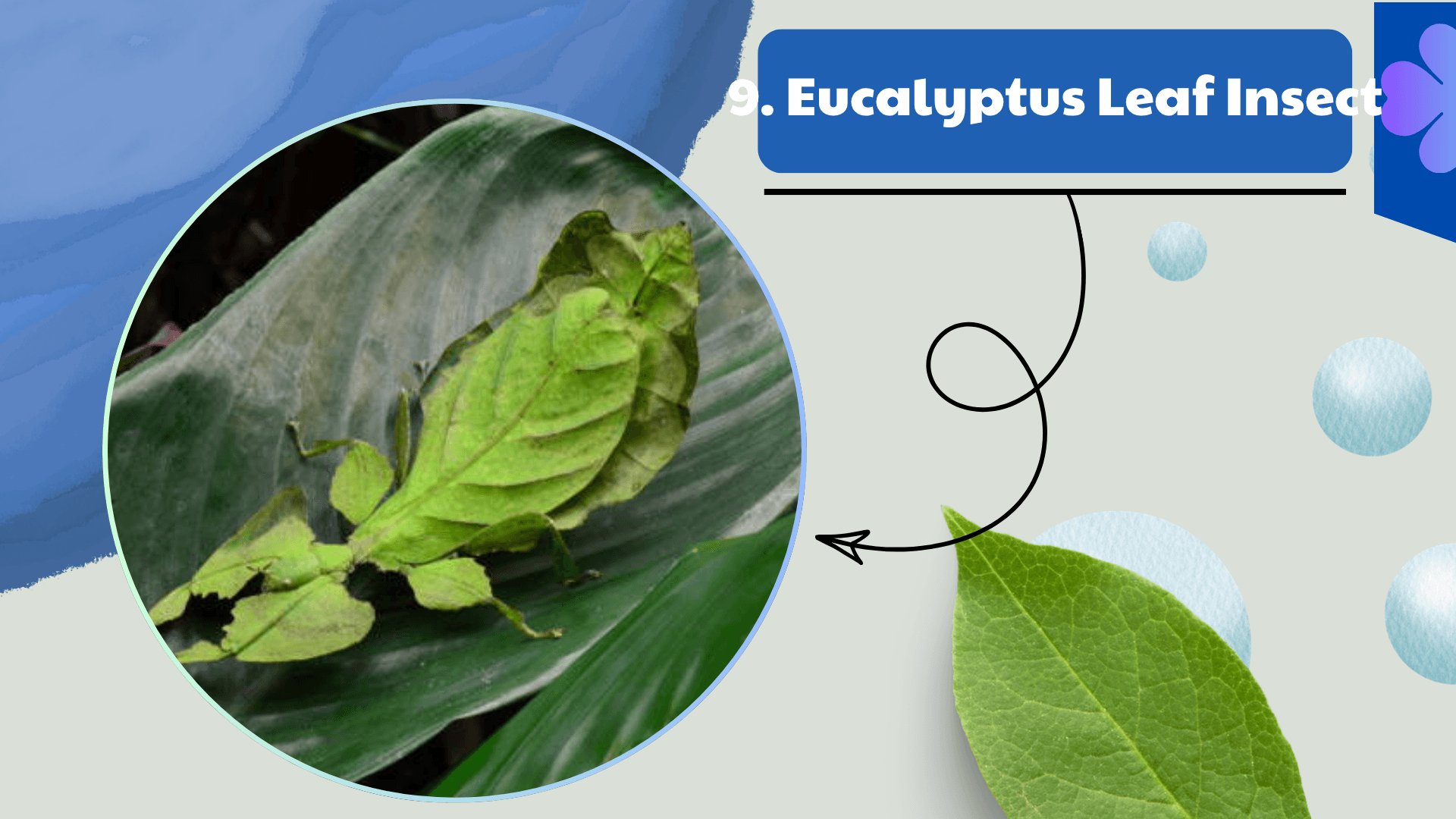 Eucalyptus Leaf Insect