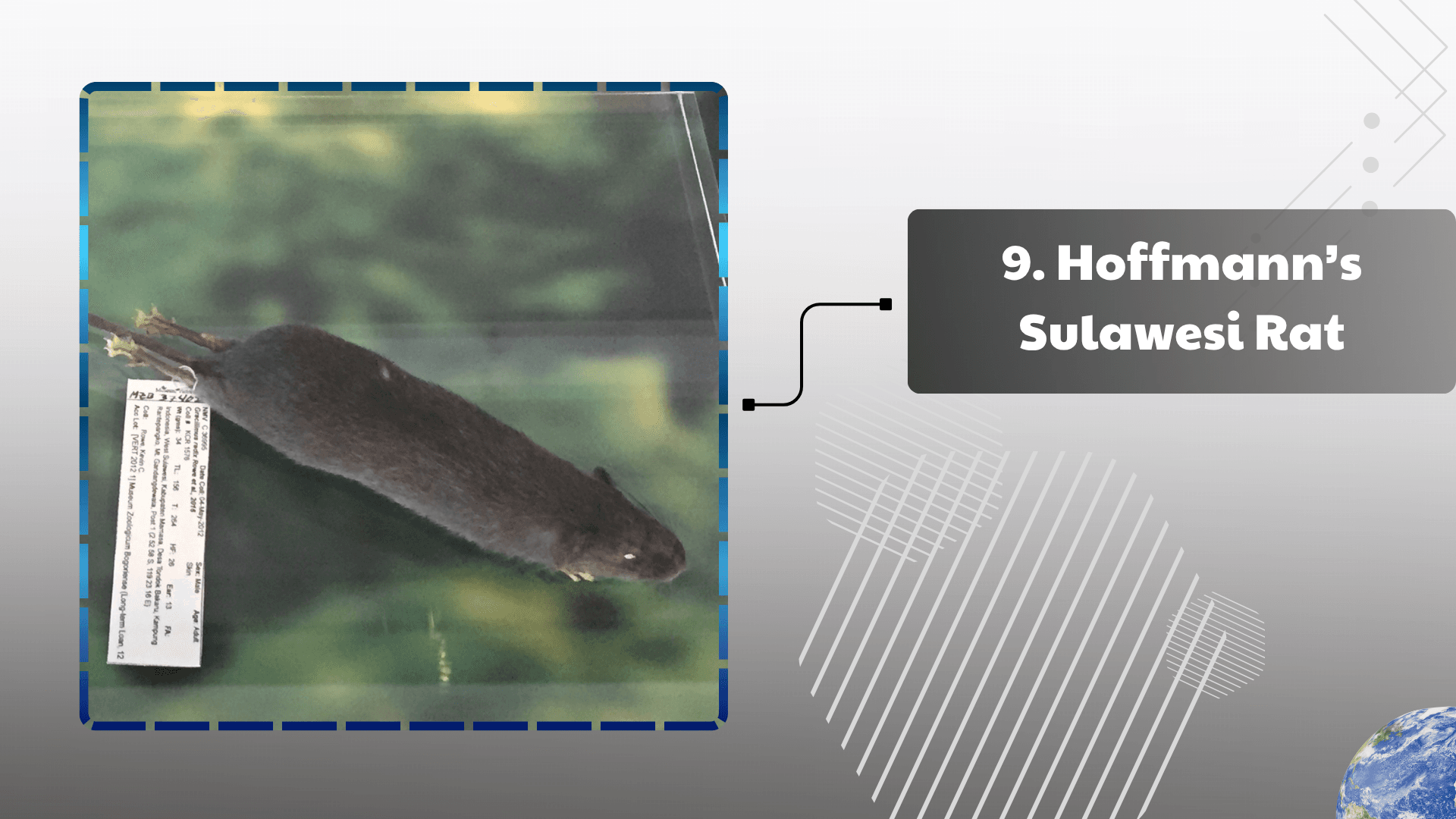 Hoffmann’s Sulawesi Rat
