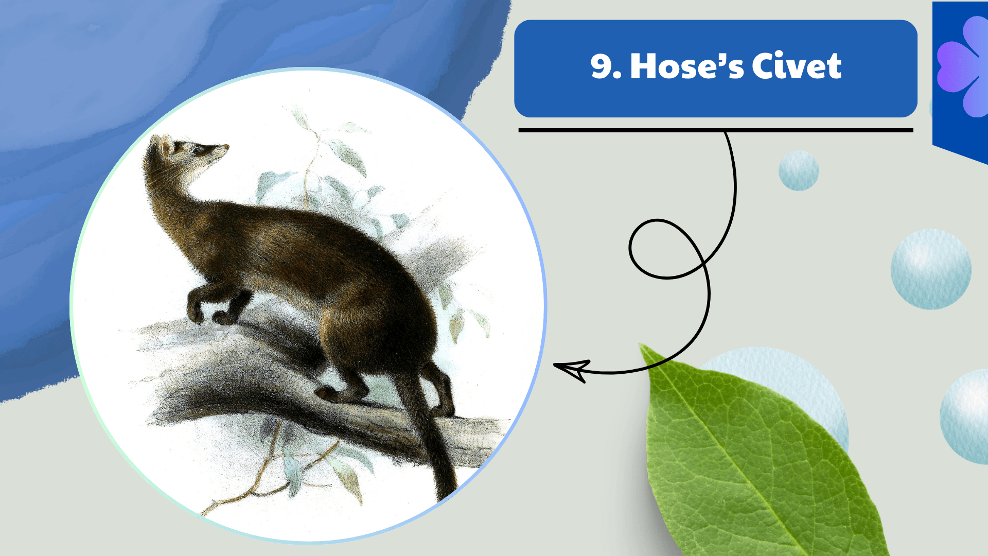 Hose’s Civet