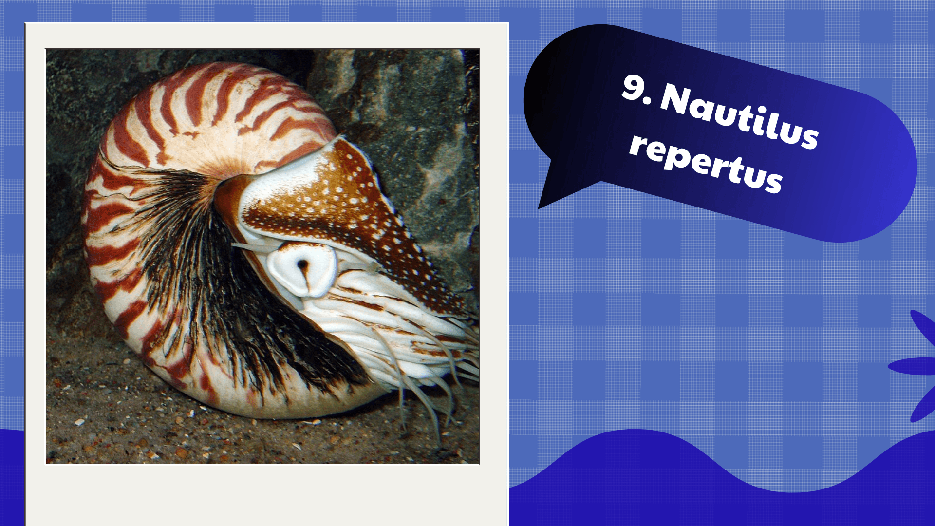 Nautilus repertus