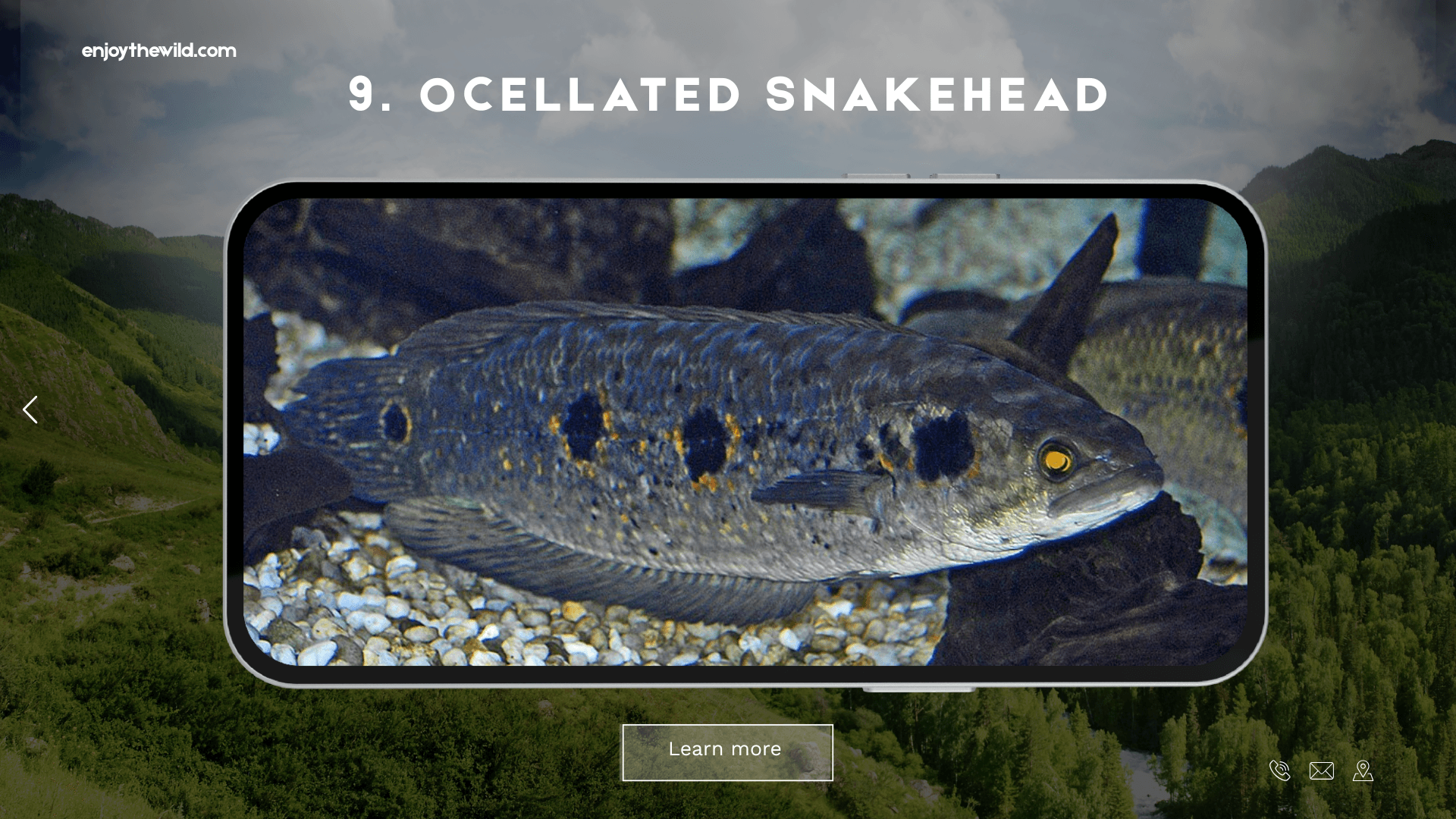 Ocellated Snakehead