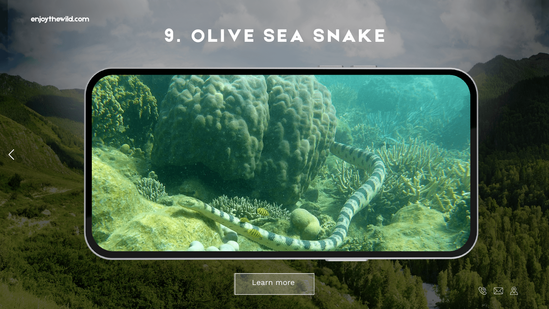 Olive Sea Snake