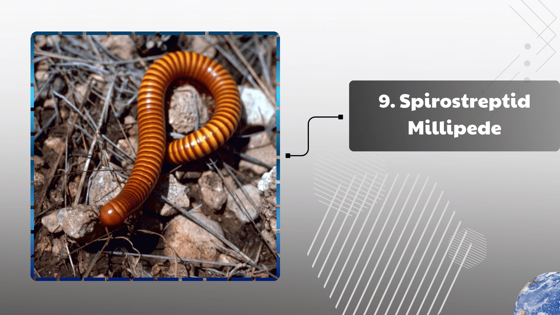 Spirostreptid Millipede