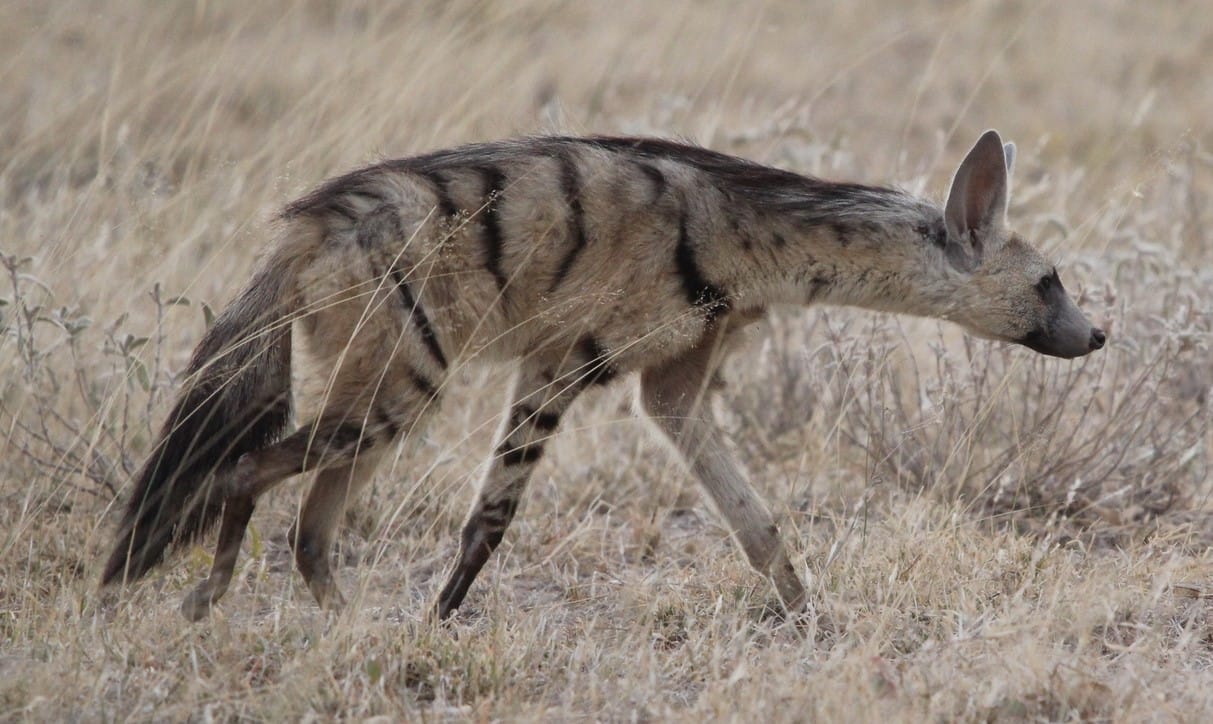 Aardwolf