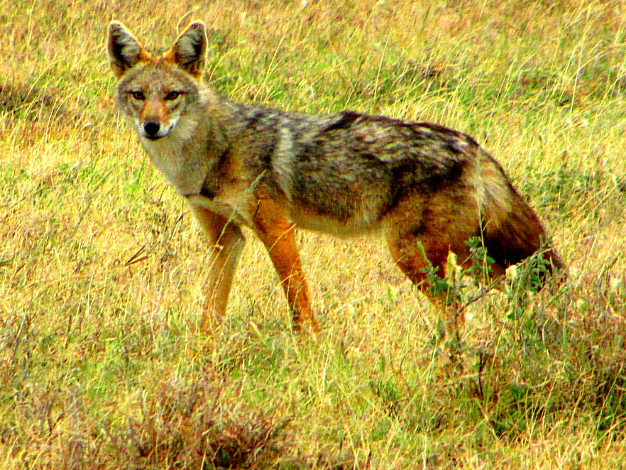 African Golden Wolf