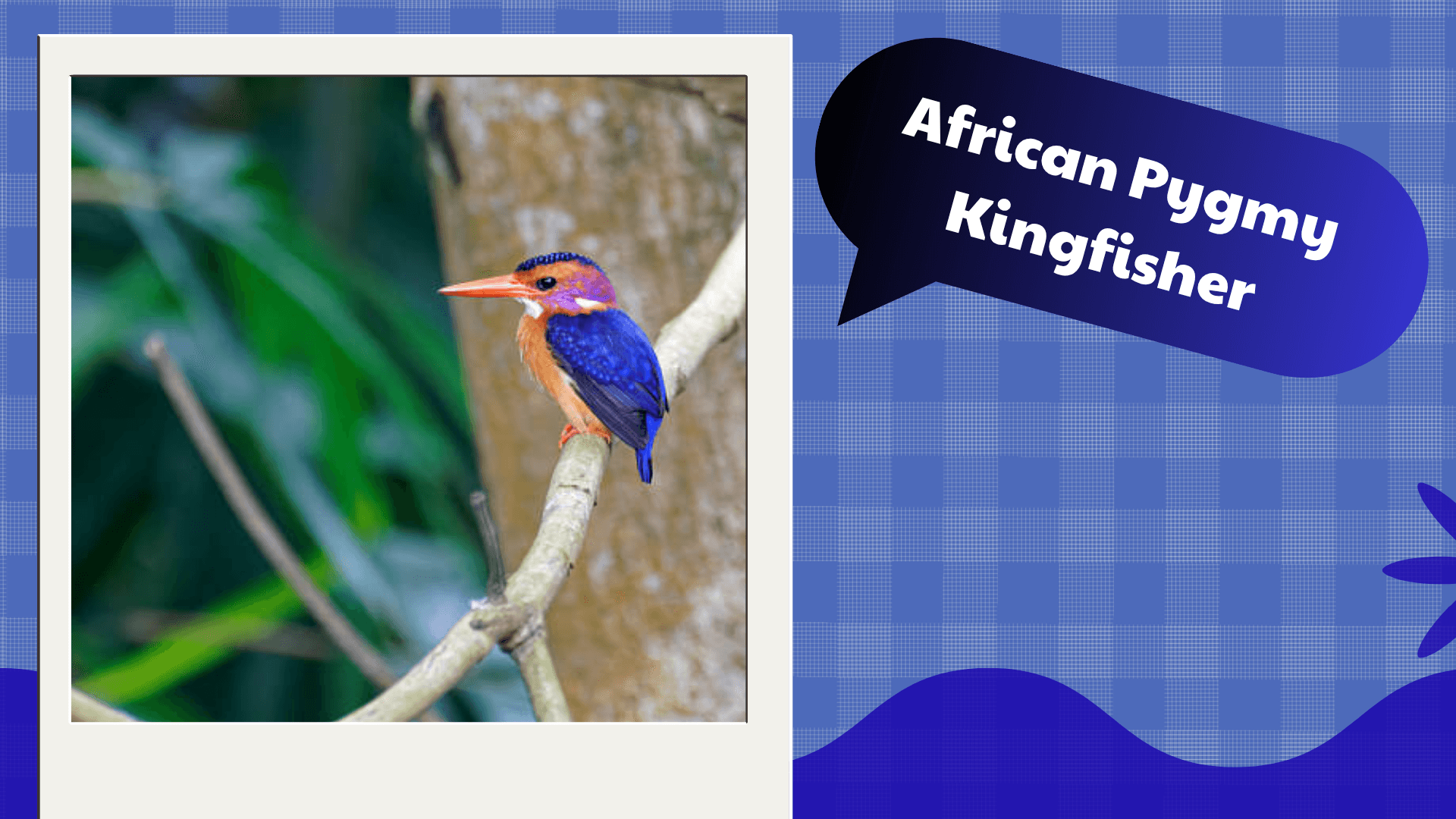 African Pygmy Kingfisher
