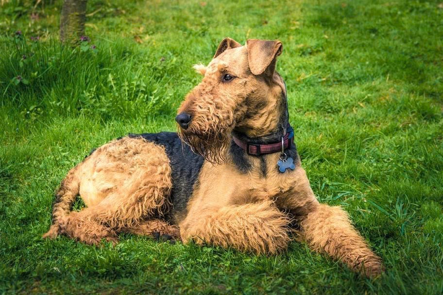 Airedale Terrier
