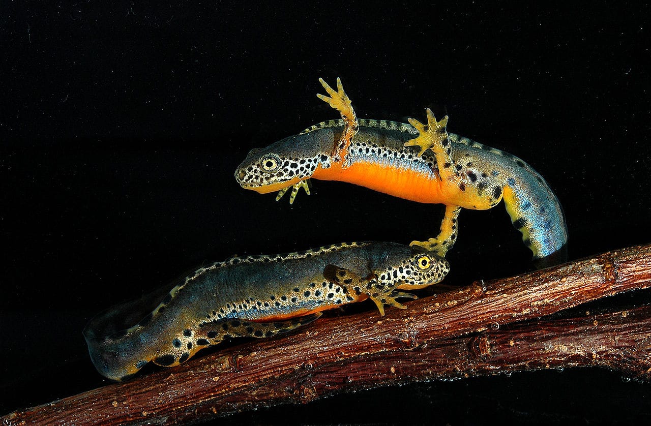 Alpine Newt