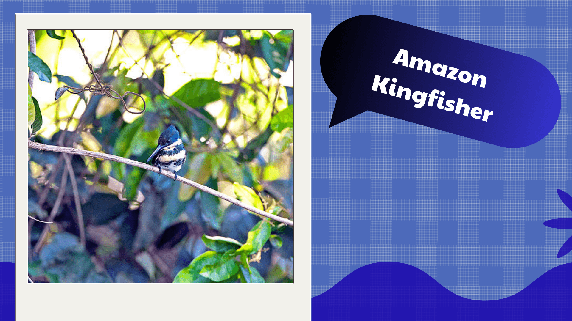 Amazon Kingfisher
