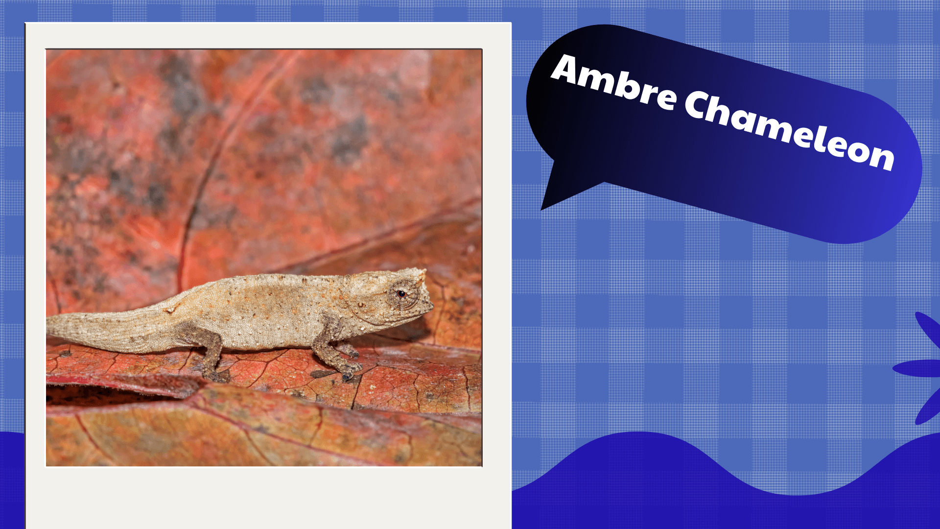 Ambre Chameleon