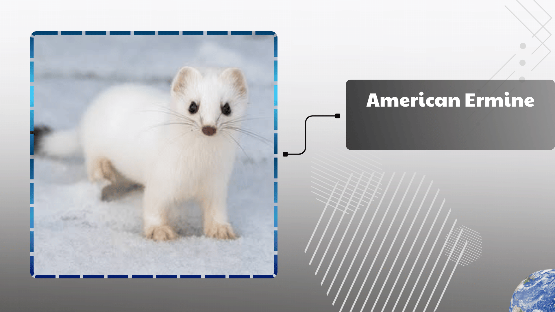American Ermine