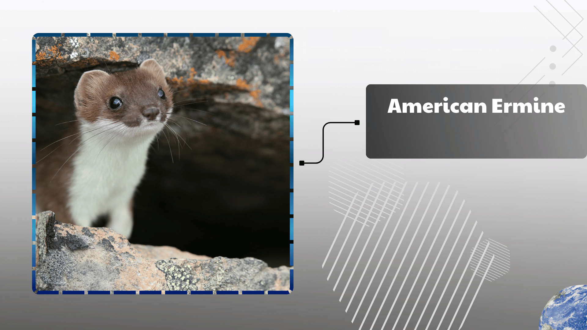American Ermine