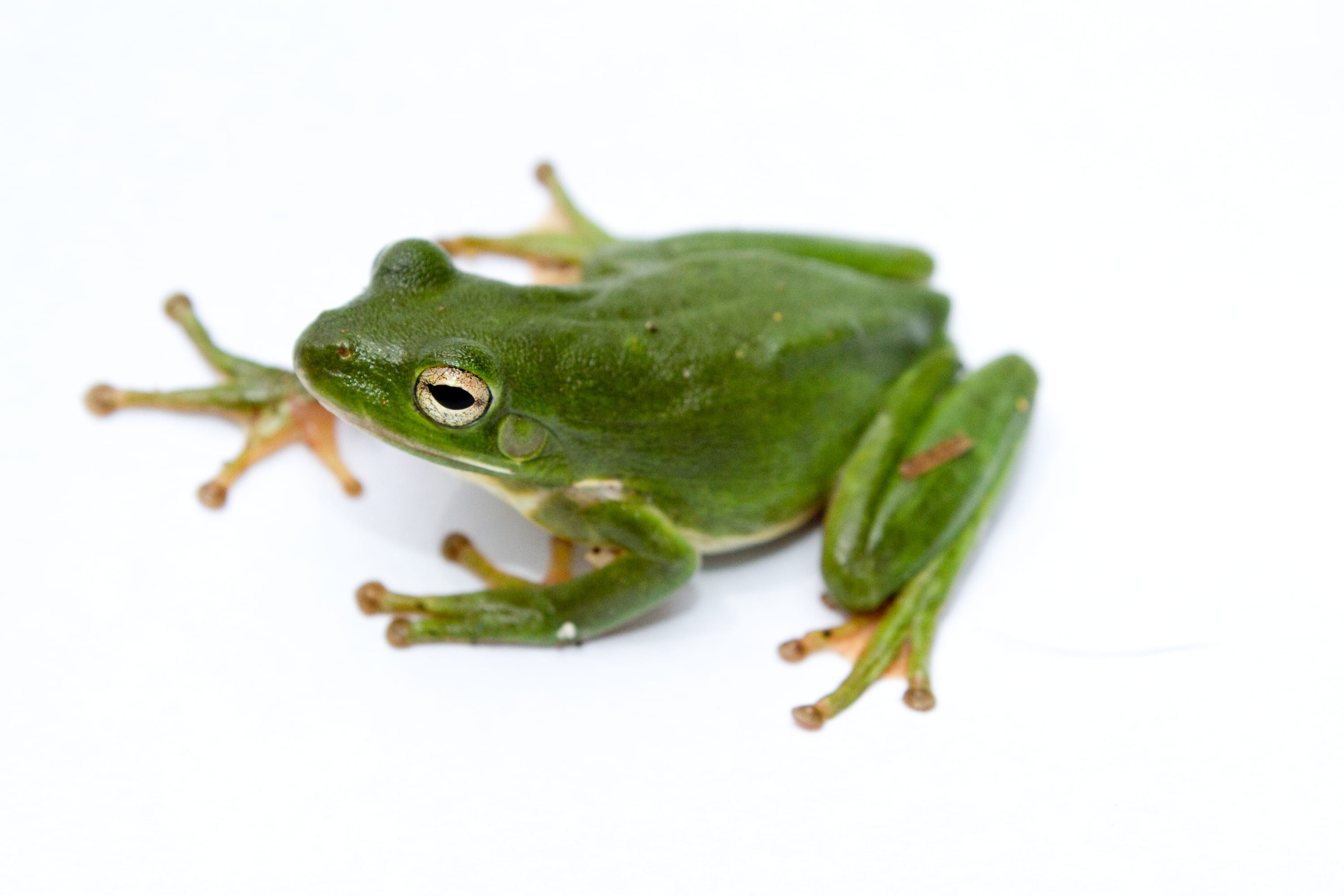American-Green-Tree-Frog.