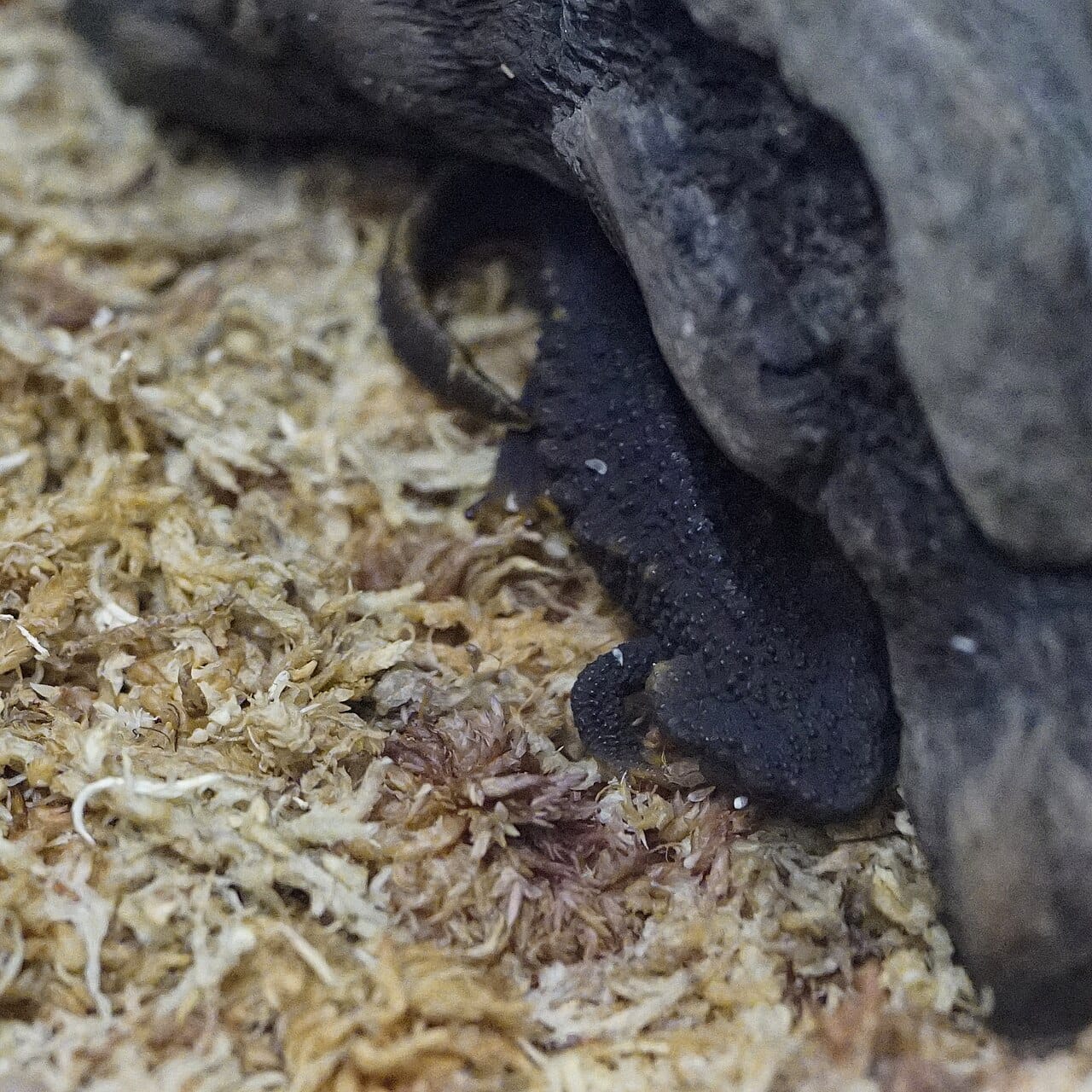 Anderson’s Crocodile Newt