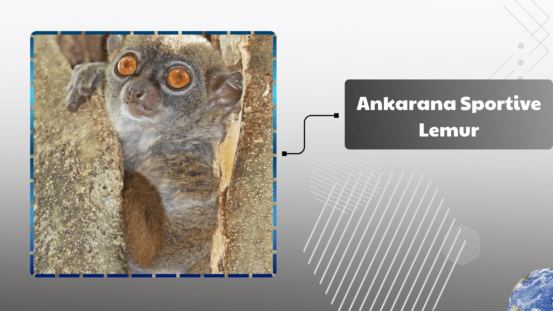 Ankarana-Sportive-Lemur