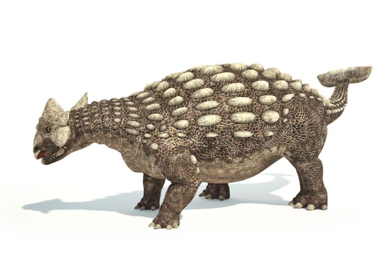Ankylosaurus magniventris