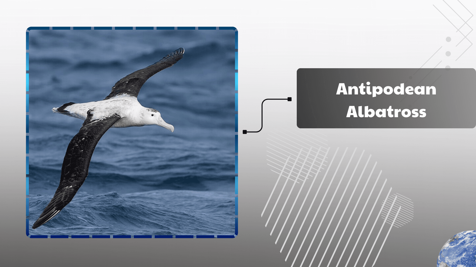 Antipodean-Albatross