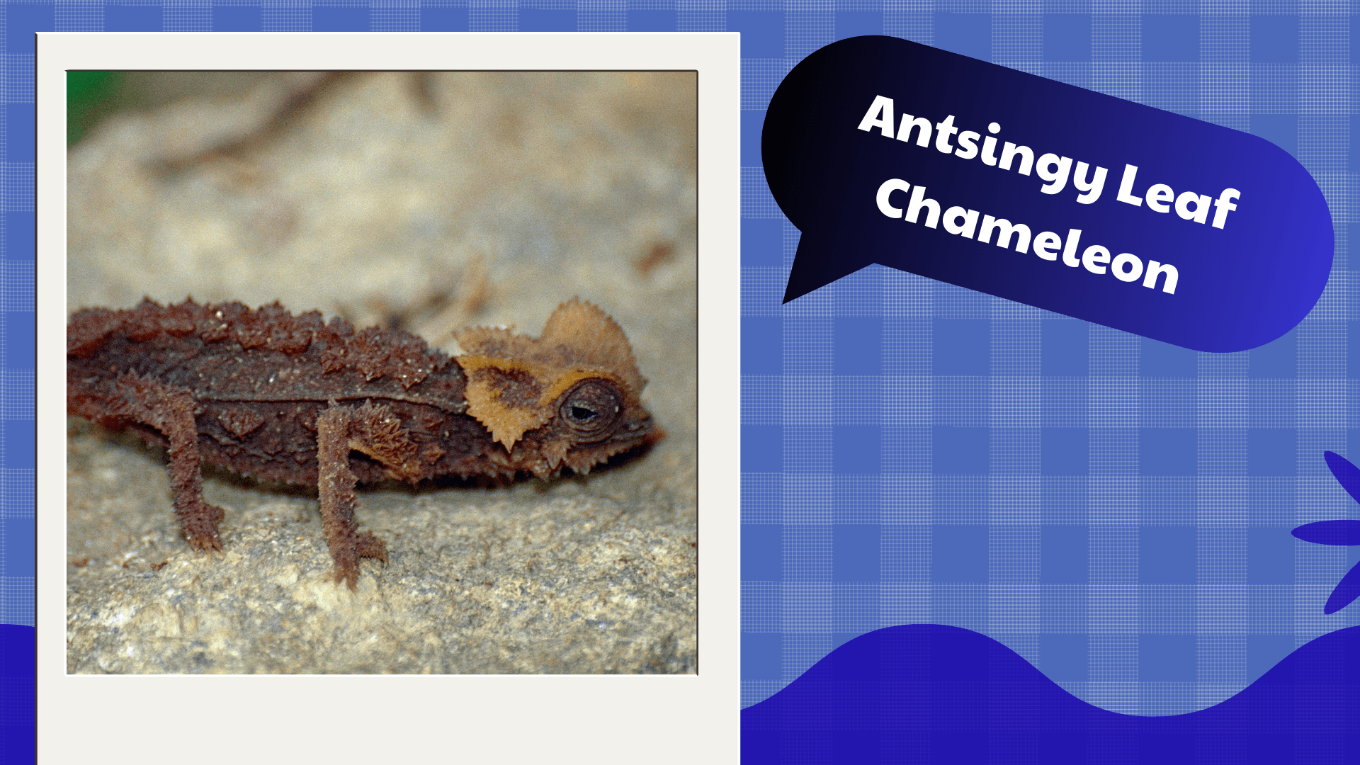 Antsingy Leaf Chameleon