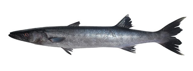 Arabian Barracuda
