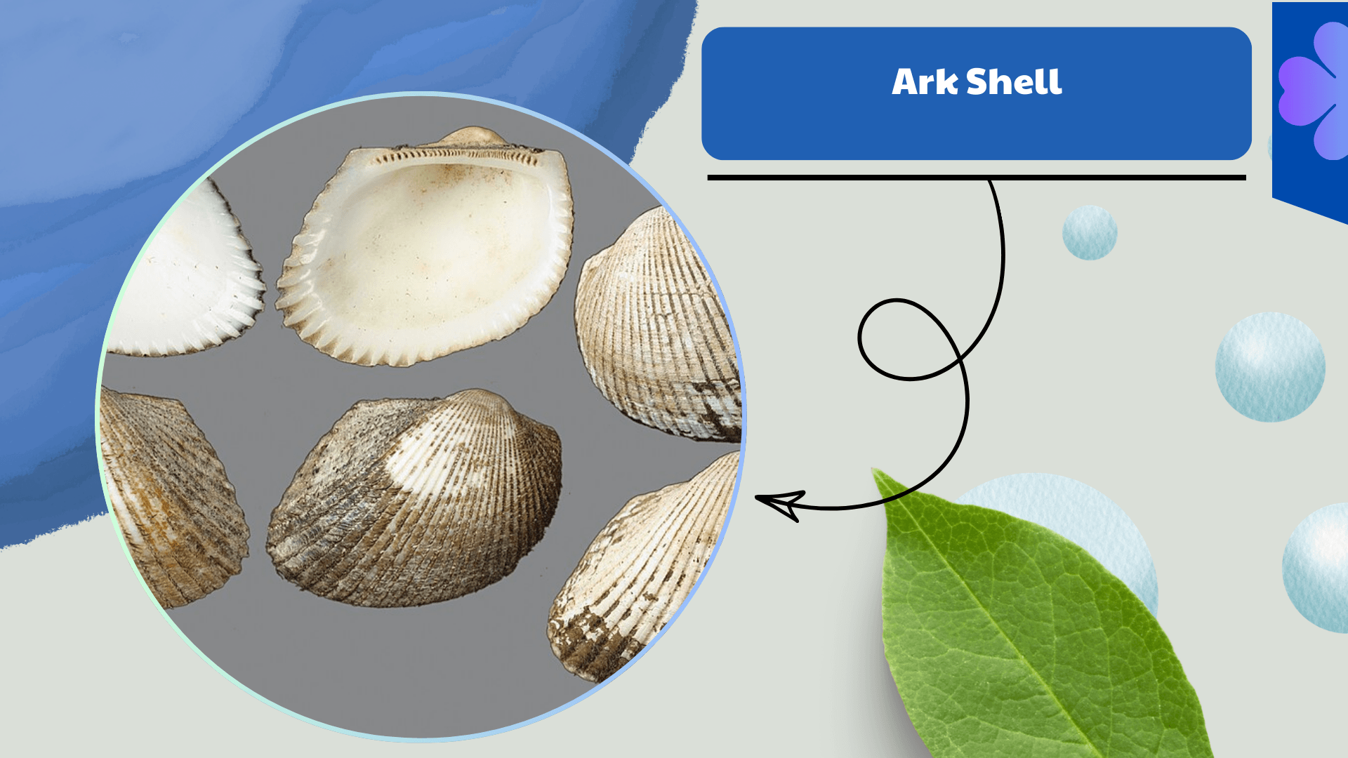 Ark Shell