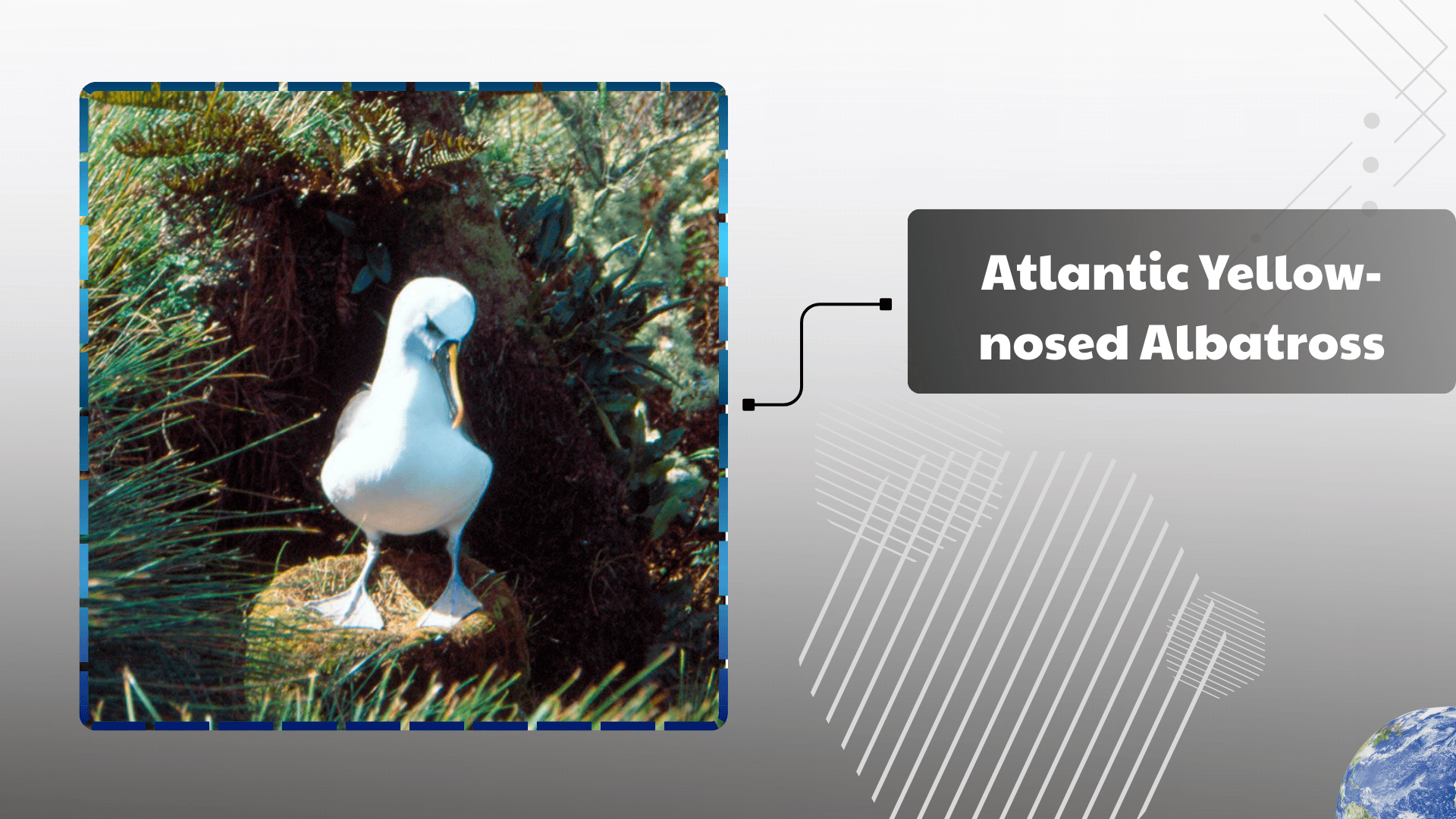 Atlantic-Yellow-nosed-Albatross