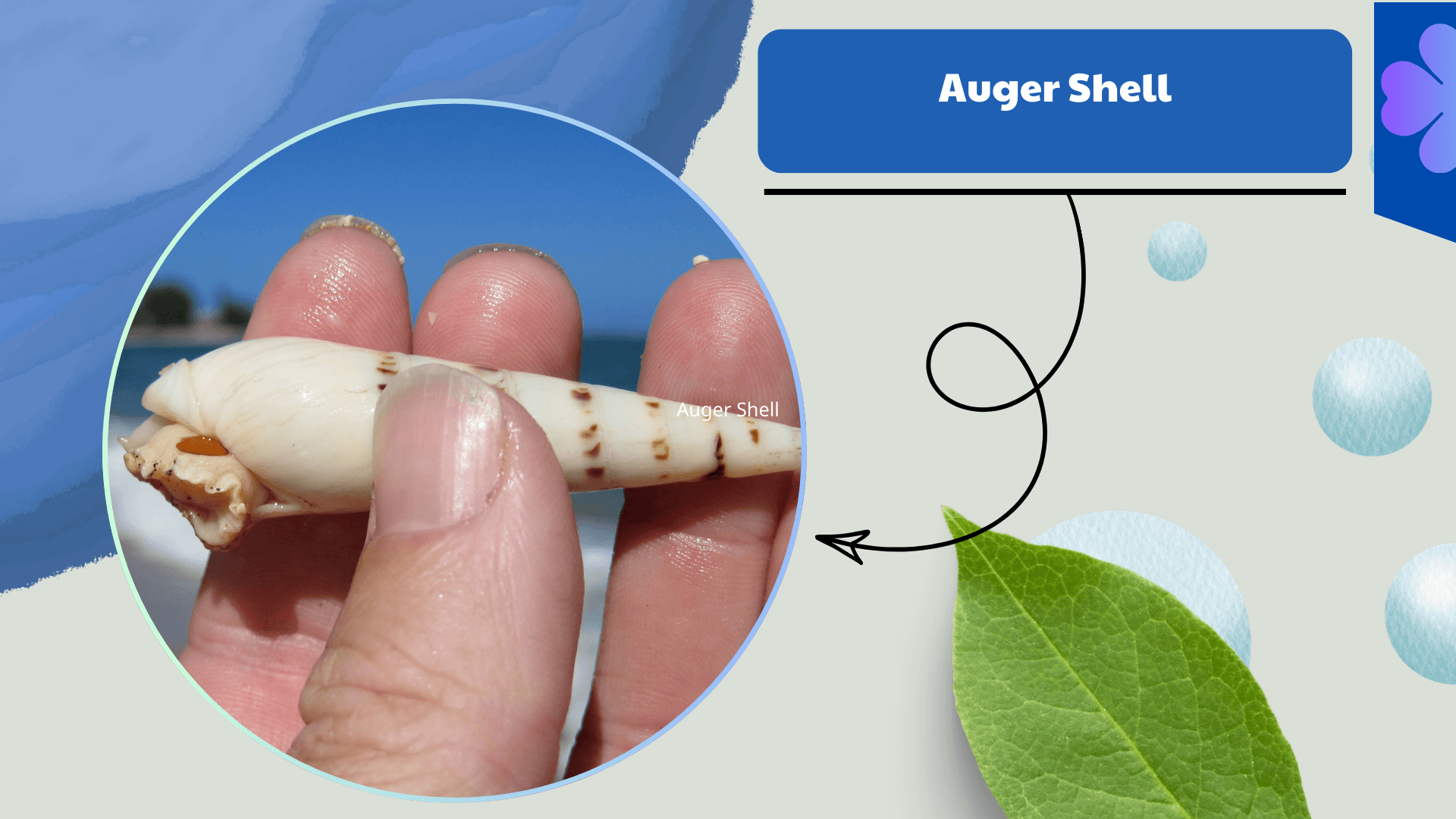 Auger Shell