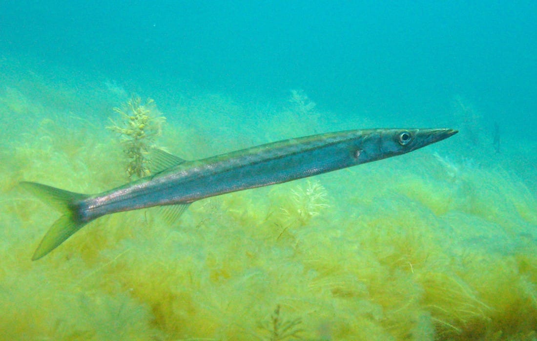 Australian Barracuda