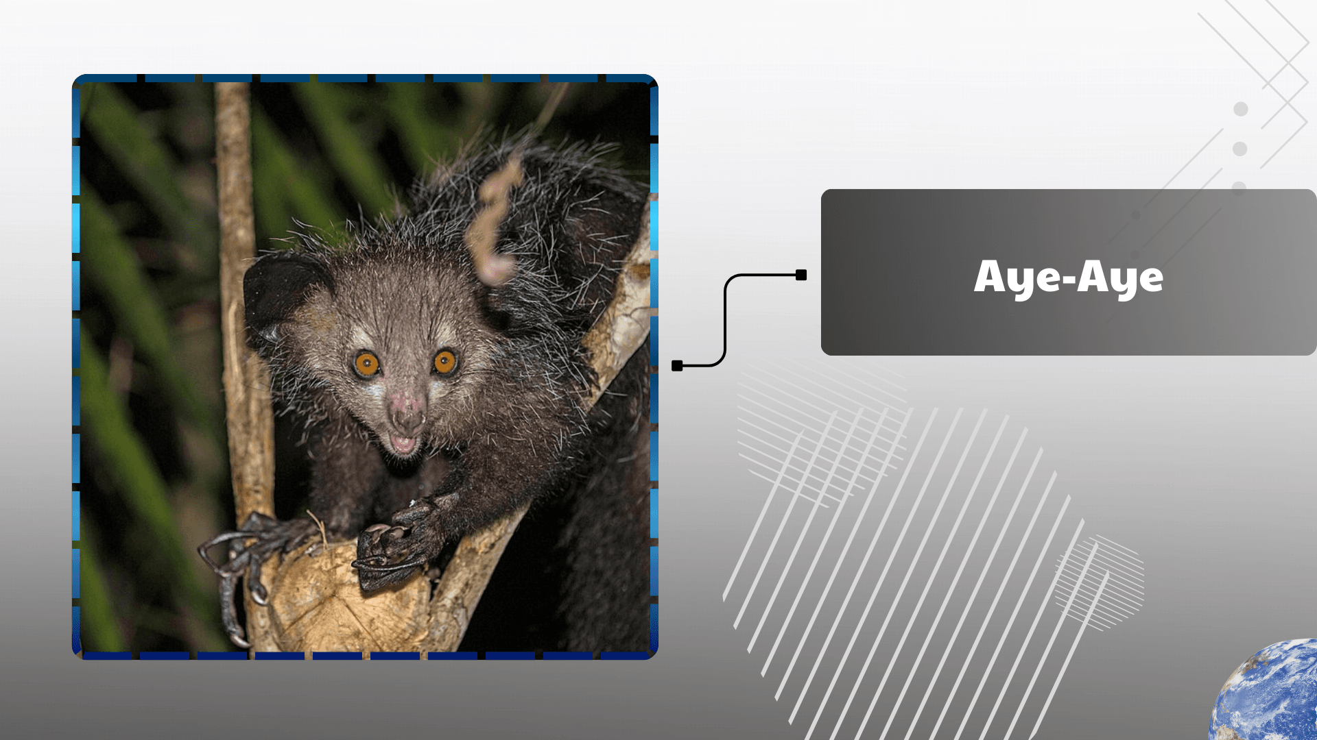 Aye-Aye