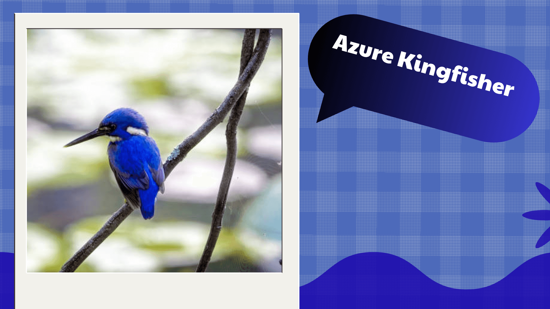 Azure Kingfisher
