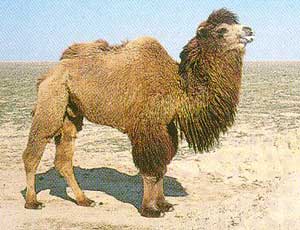 Bactrian Camel Breed