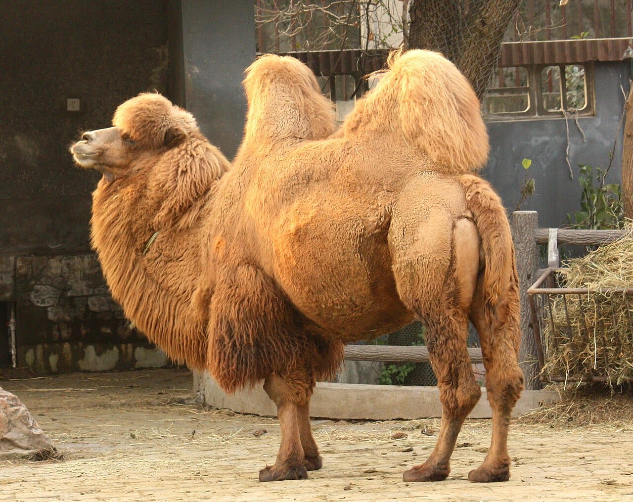 14 Types of Camels (Pictures And Identification)