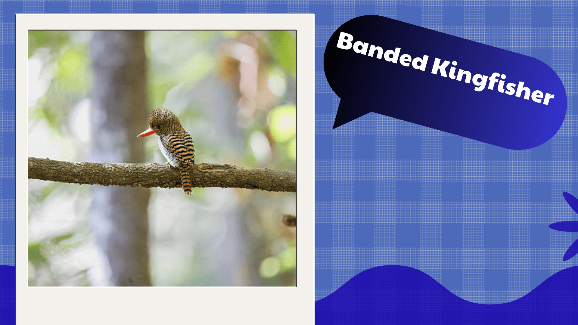 Banded Kingfisher