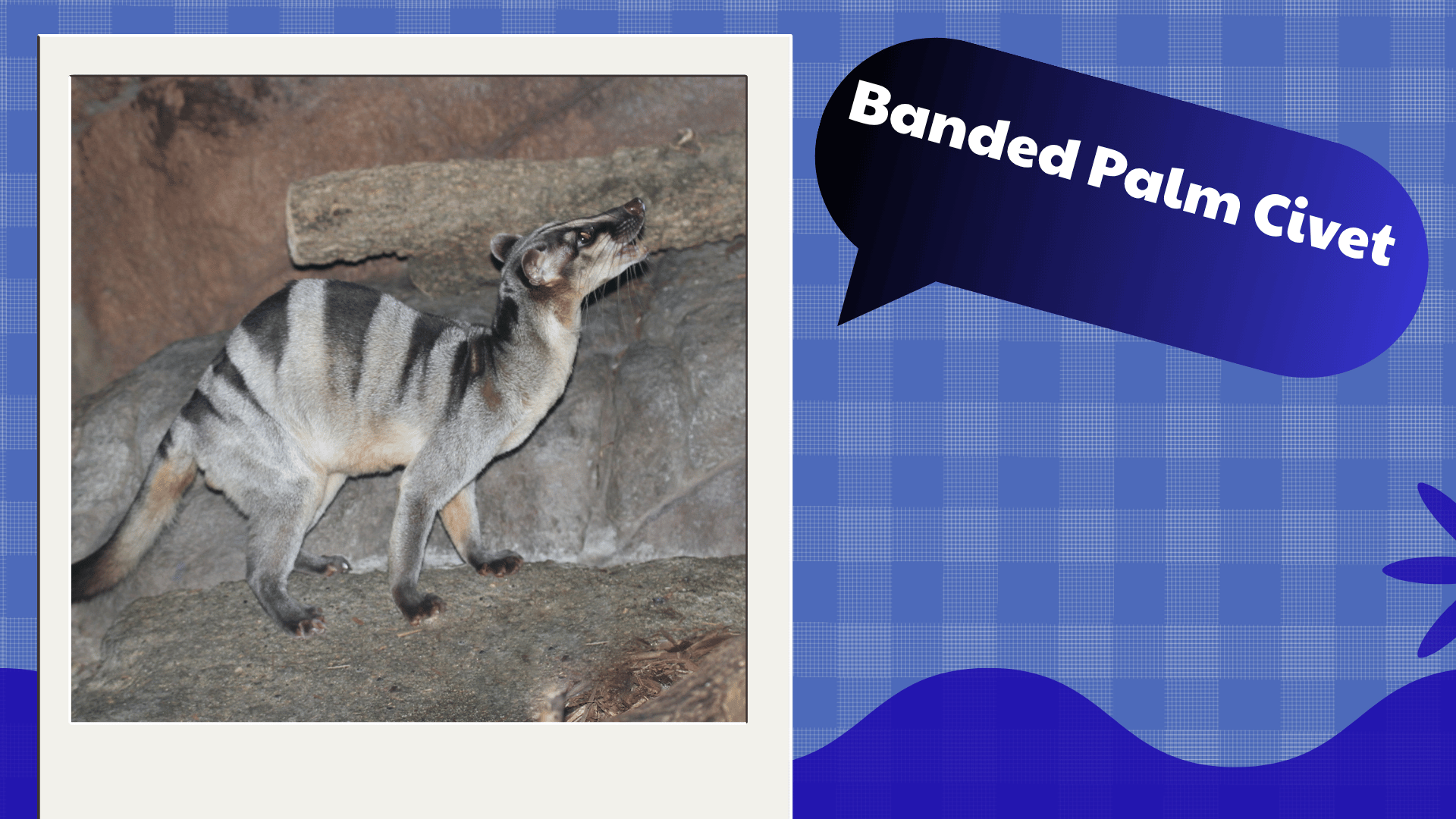 Banded Palm Civet