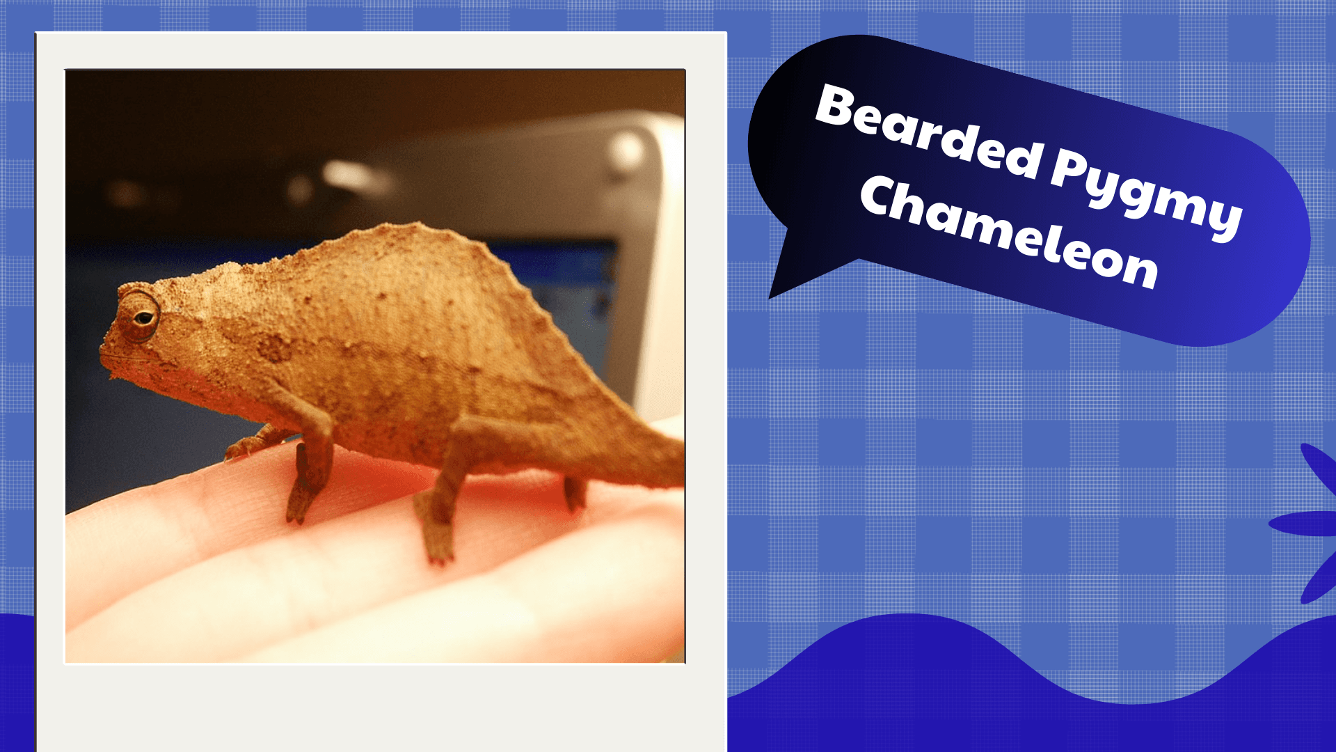 Bearded Pygmy Chameleon