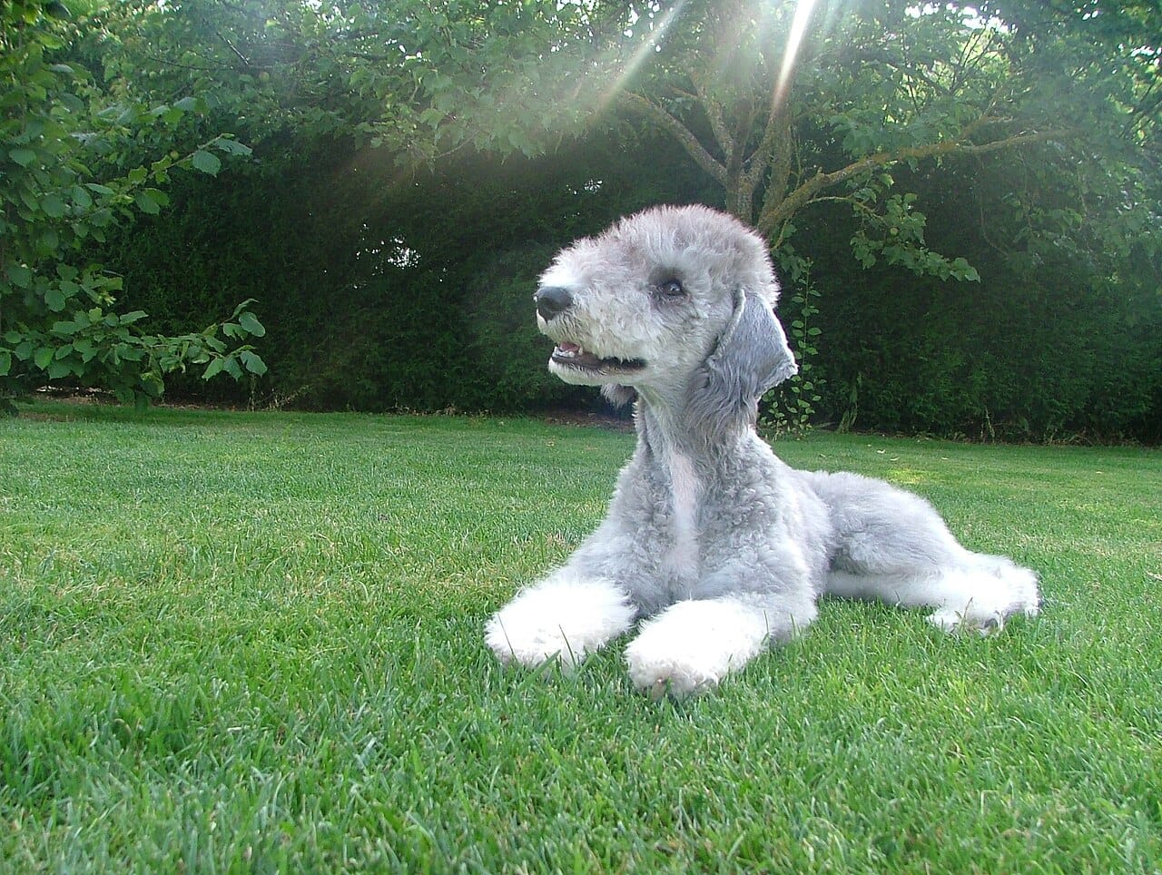 Bedlington Terrier