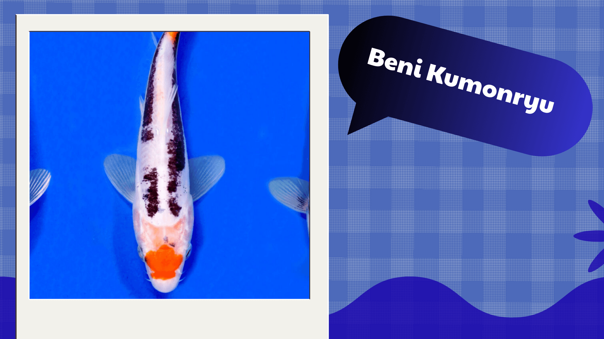 Beni-Kumonryu