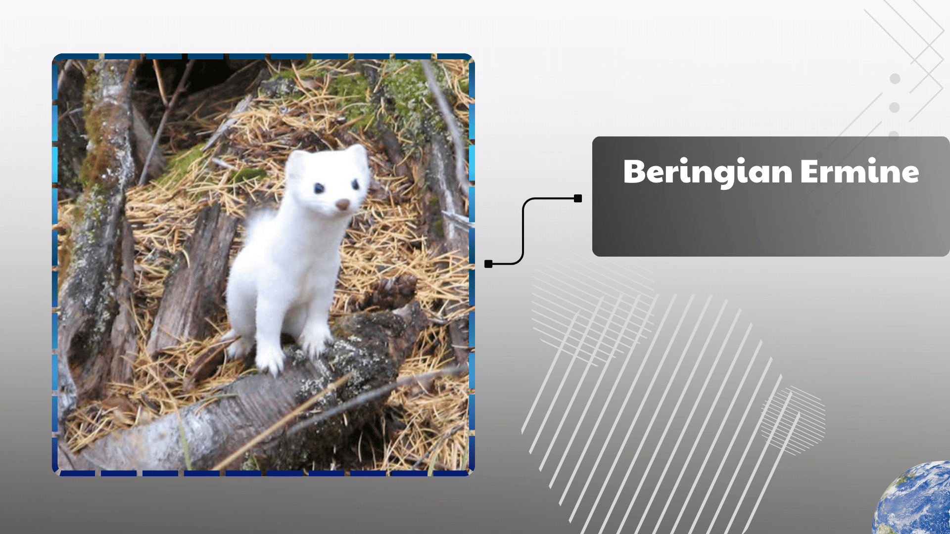 Beringian Ermine